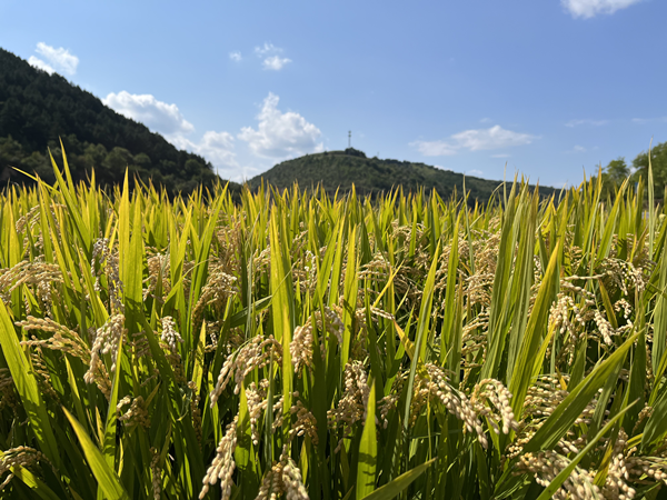 16653641597551769PgN.png 600.png